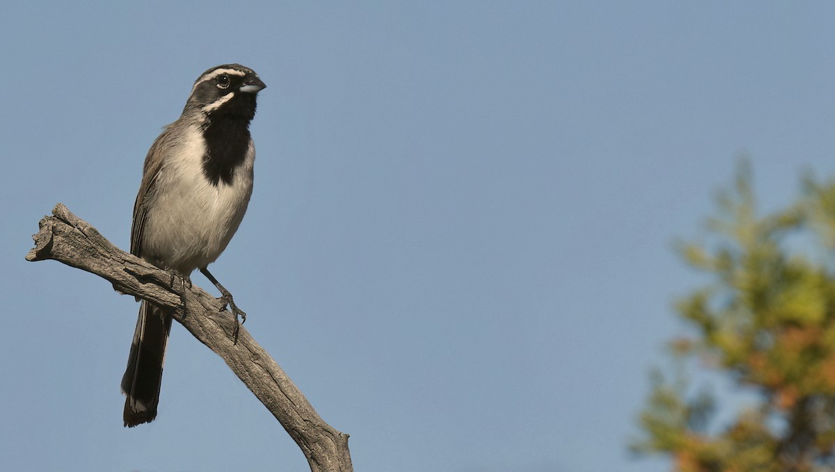 Black-throated Sparrow - ML617744805