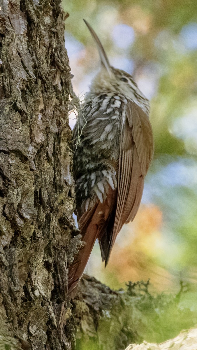 White-striped Woodcreeper - Scott Young