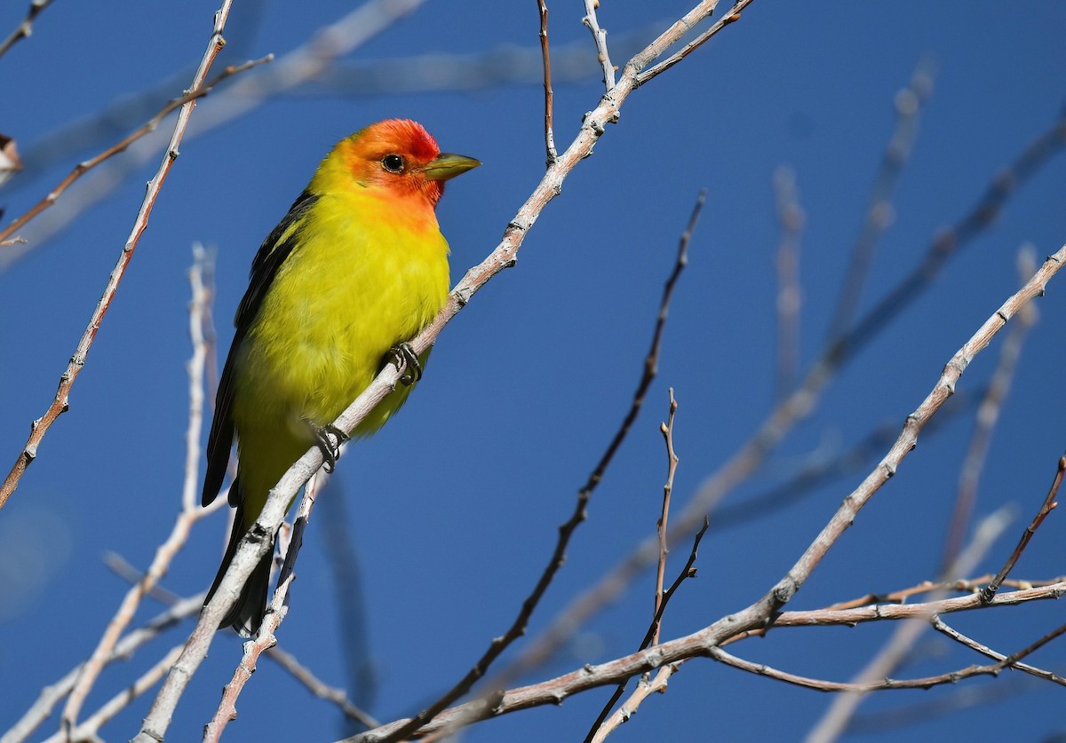 Western Tanager - ML617744849