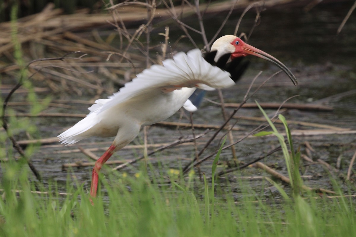 ibis bílý - ML617744890