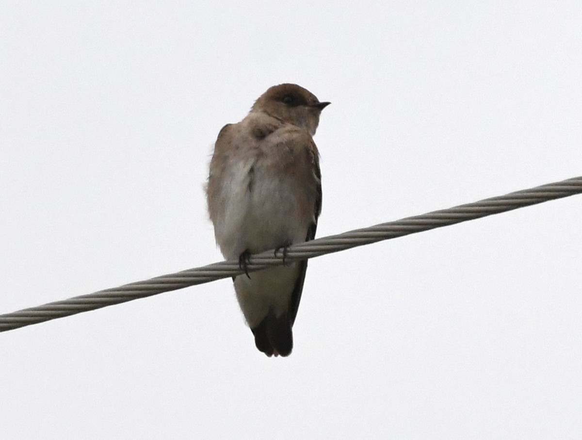 Northern Rough-winged Swallow - ML617744910