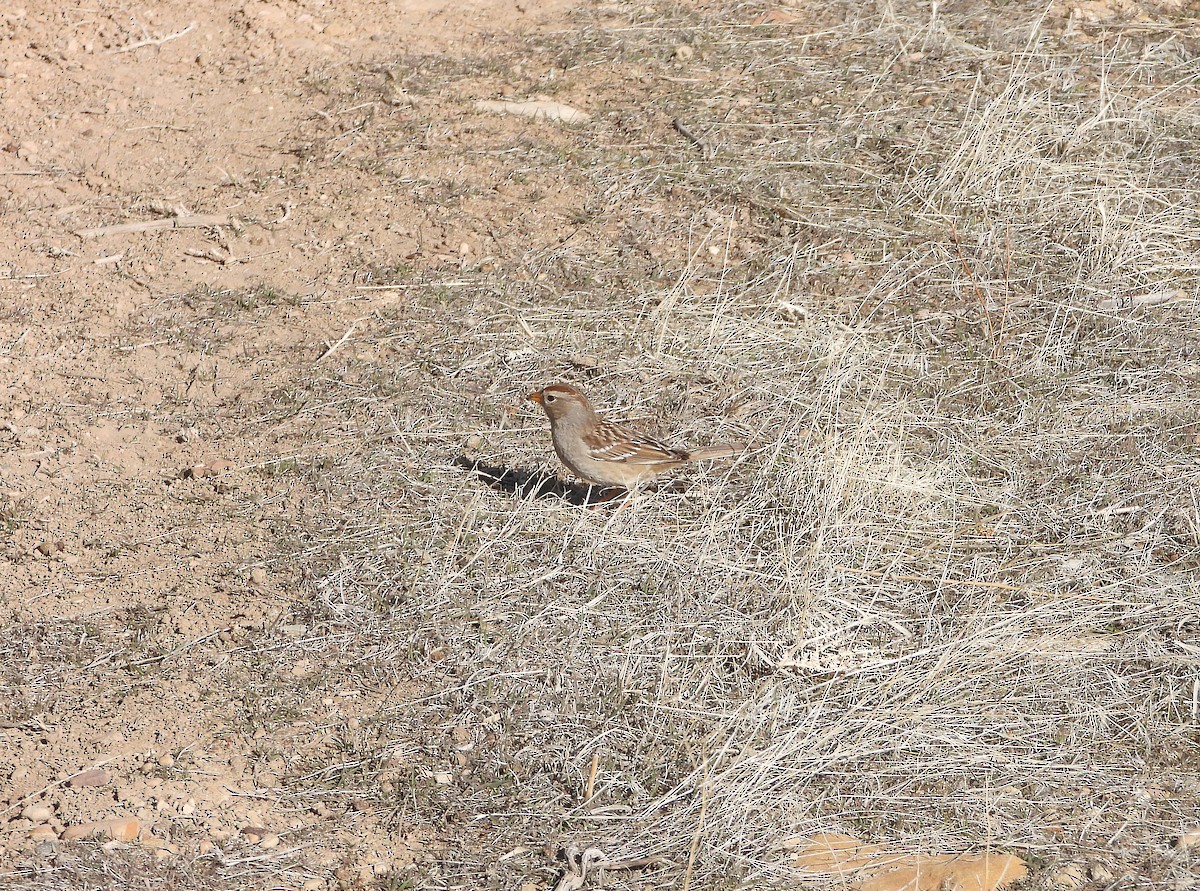 White-crowned Sparrow - ML617744923