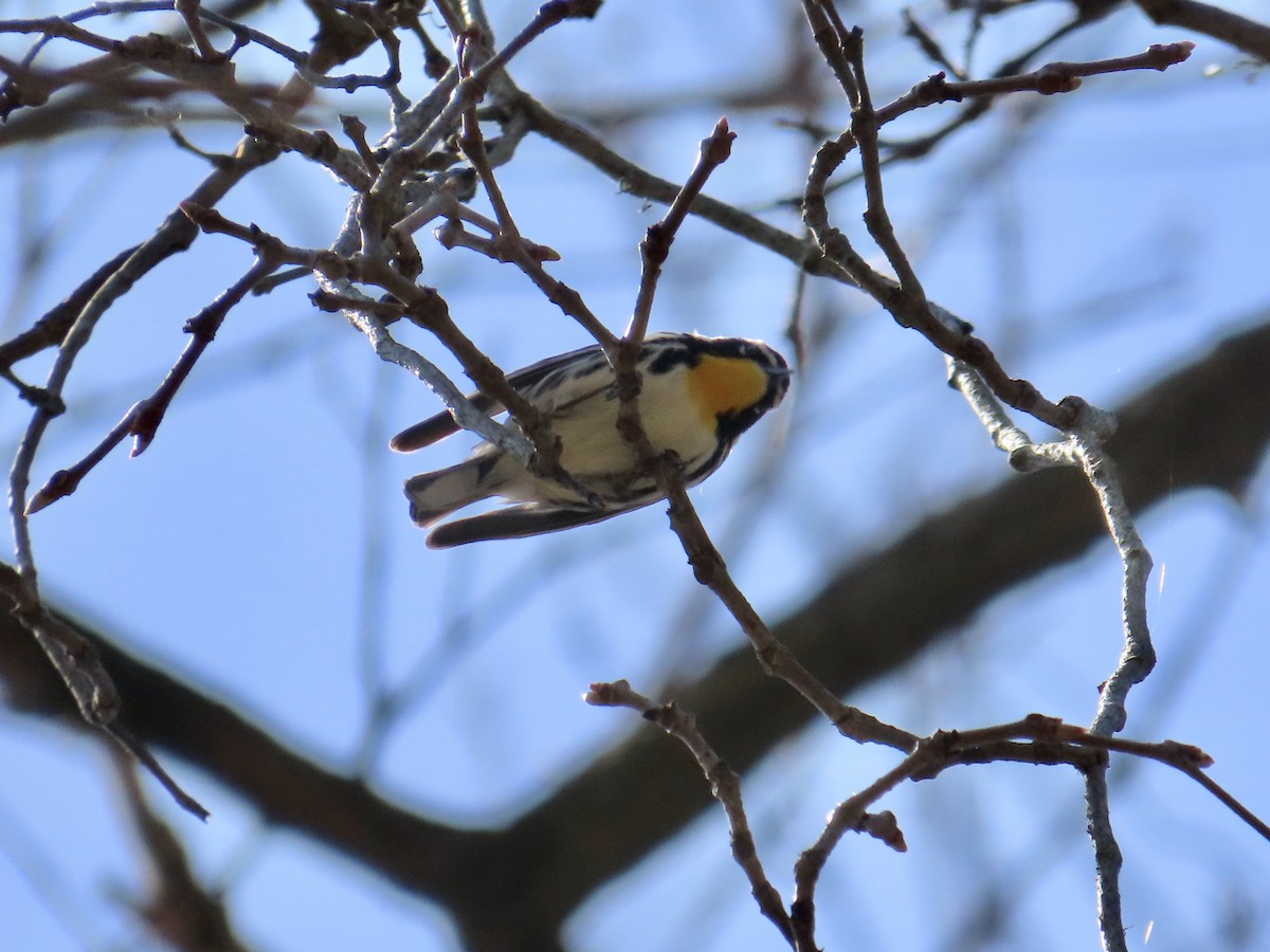Yellow-throated Warbler - ML617744932