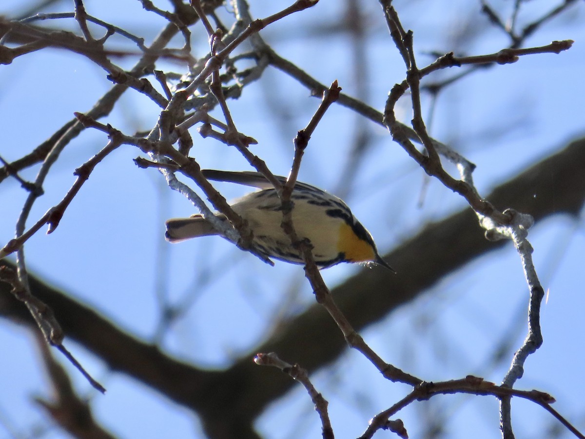 Yellow-throated Warbler - ML617744933