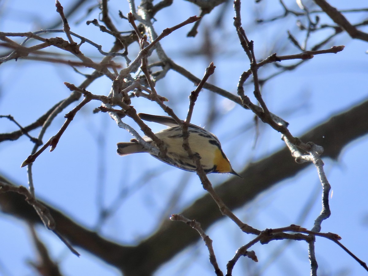 Yellow-throated Warbler - ML617744934