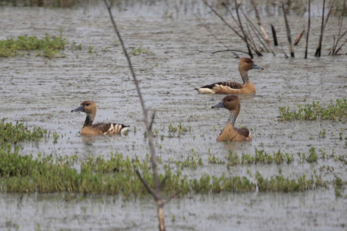 Fulvous Whistling-Duck - ML617744938