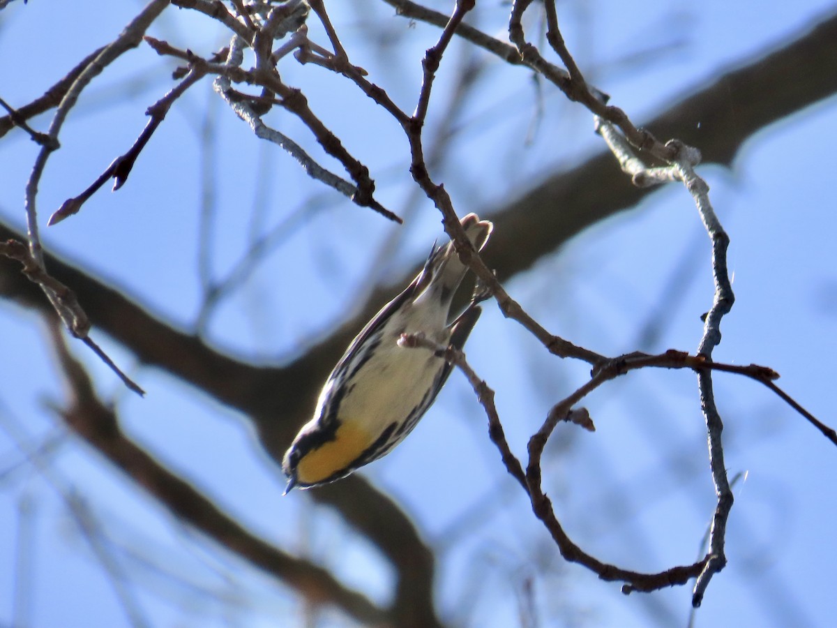 Yellow-throated Warbler - ML617744939