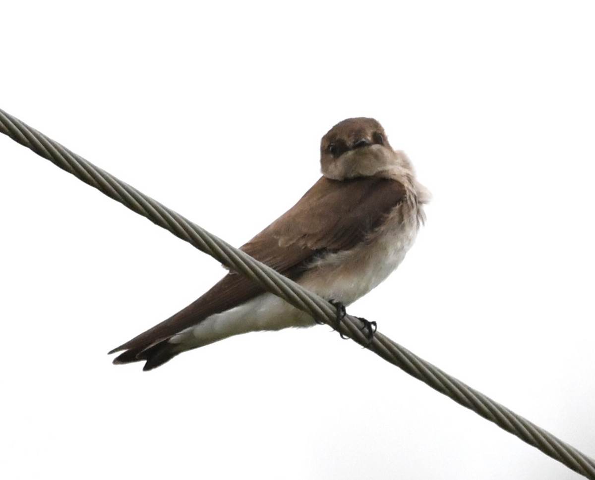 Northern Rough-winged Swallow - ML617744941