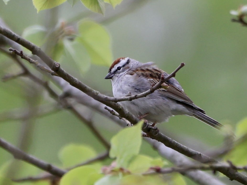 Chipping Sparrow - ML617744944