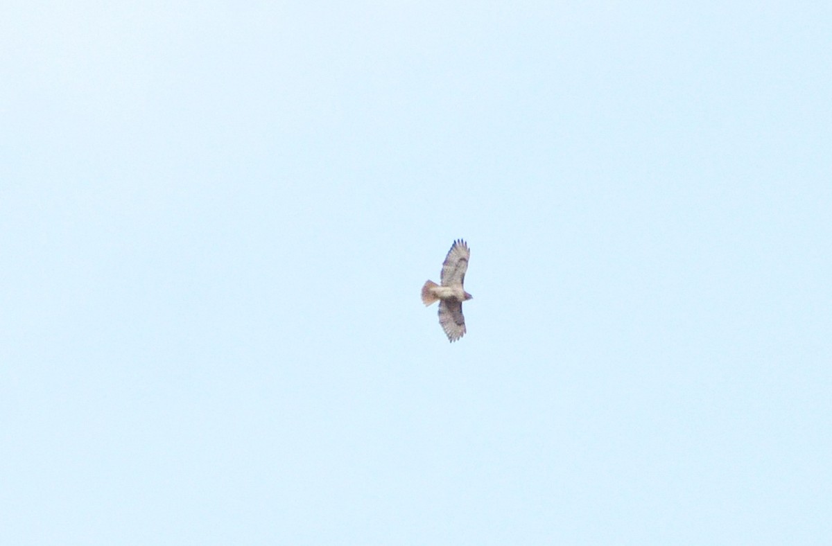 Red-tailed Hawk - ML617745005