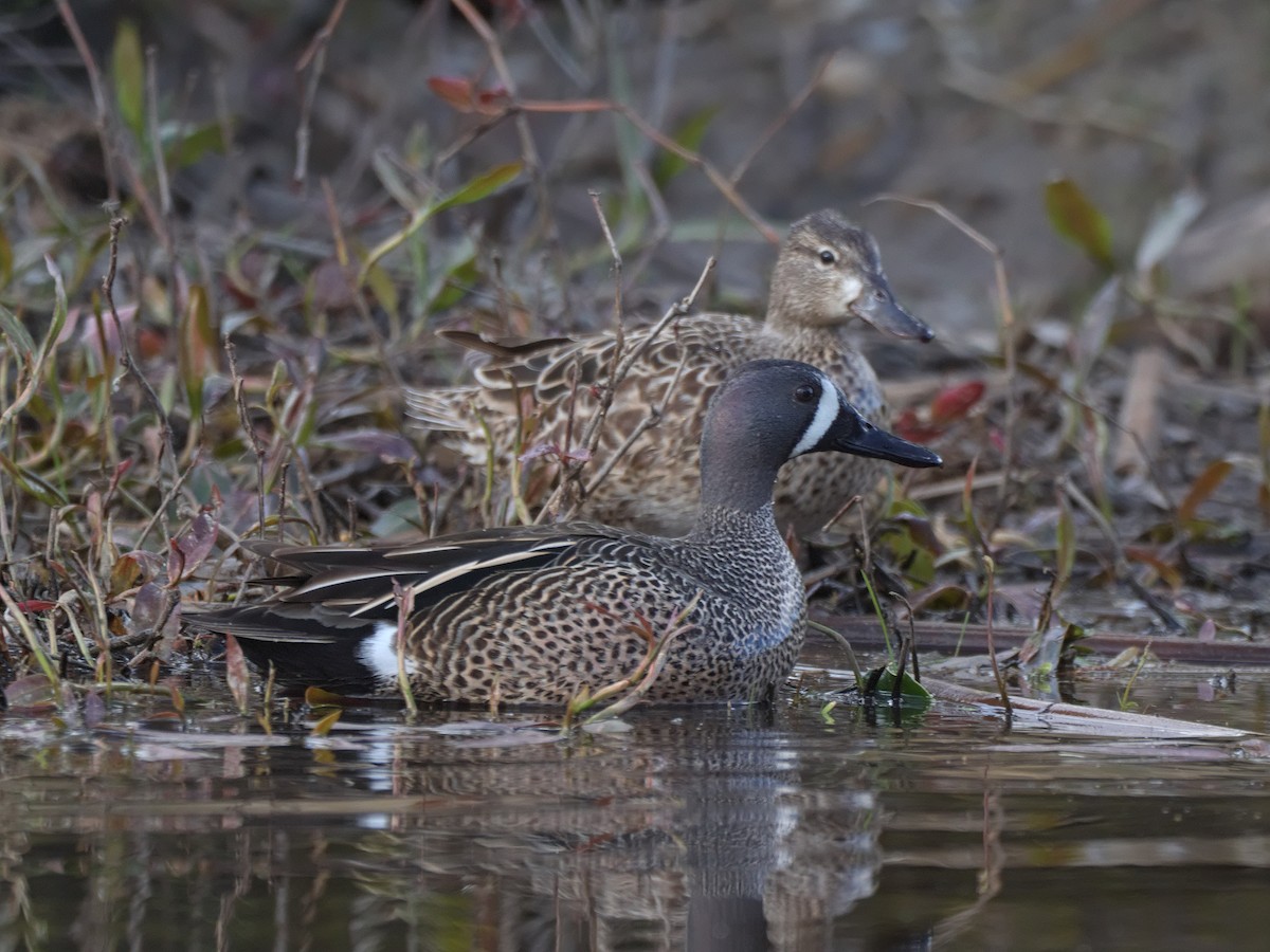 Blue-winged Teal - ML617745063