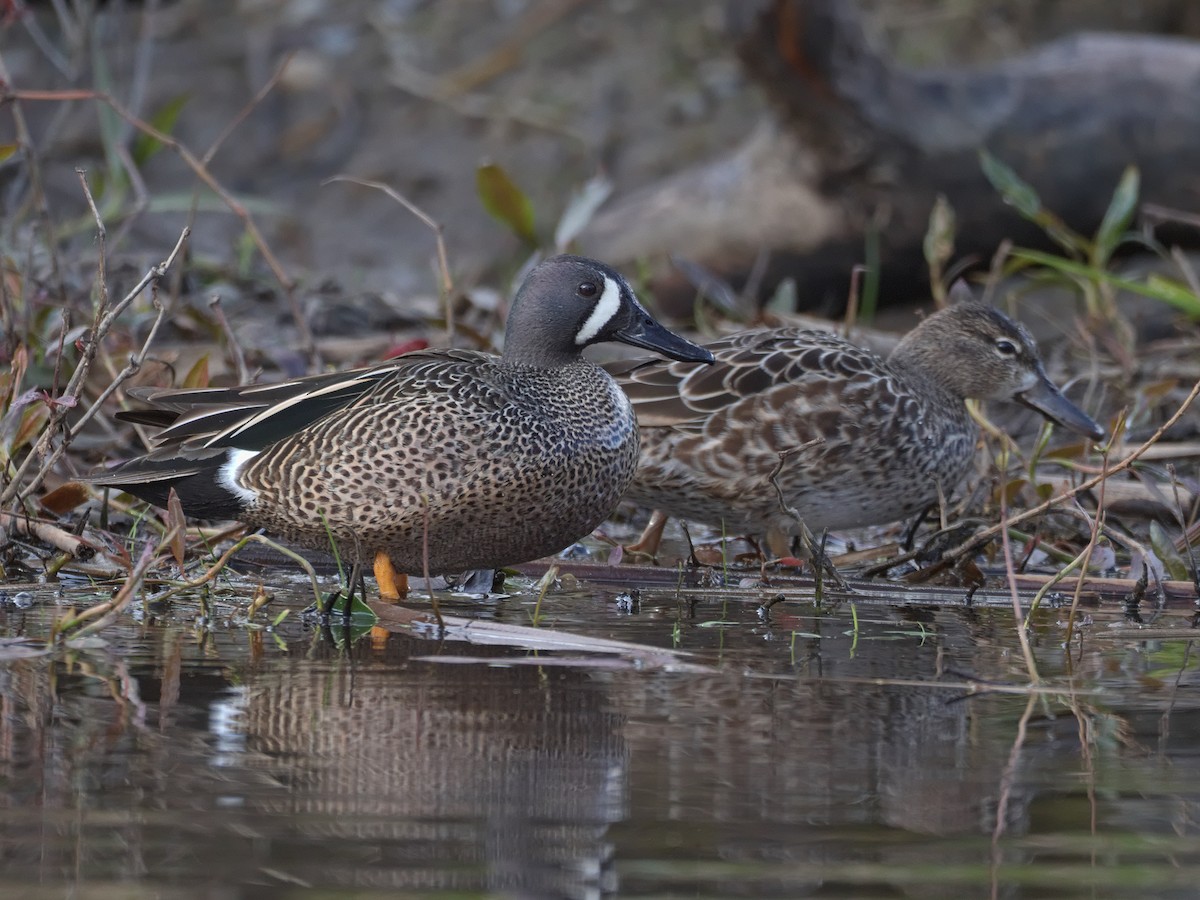 Blue-winged Teal - ML617745068