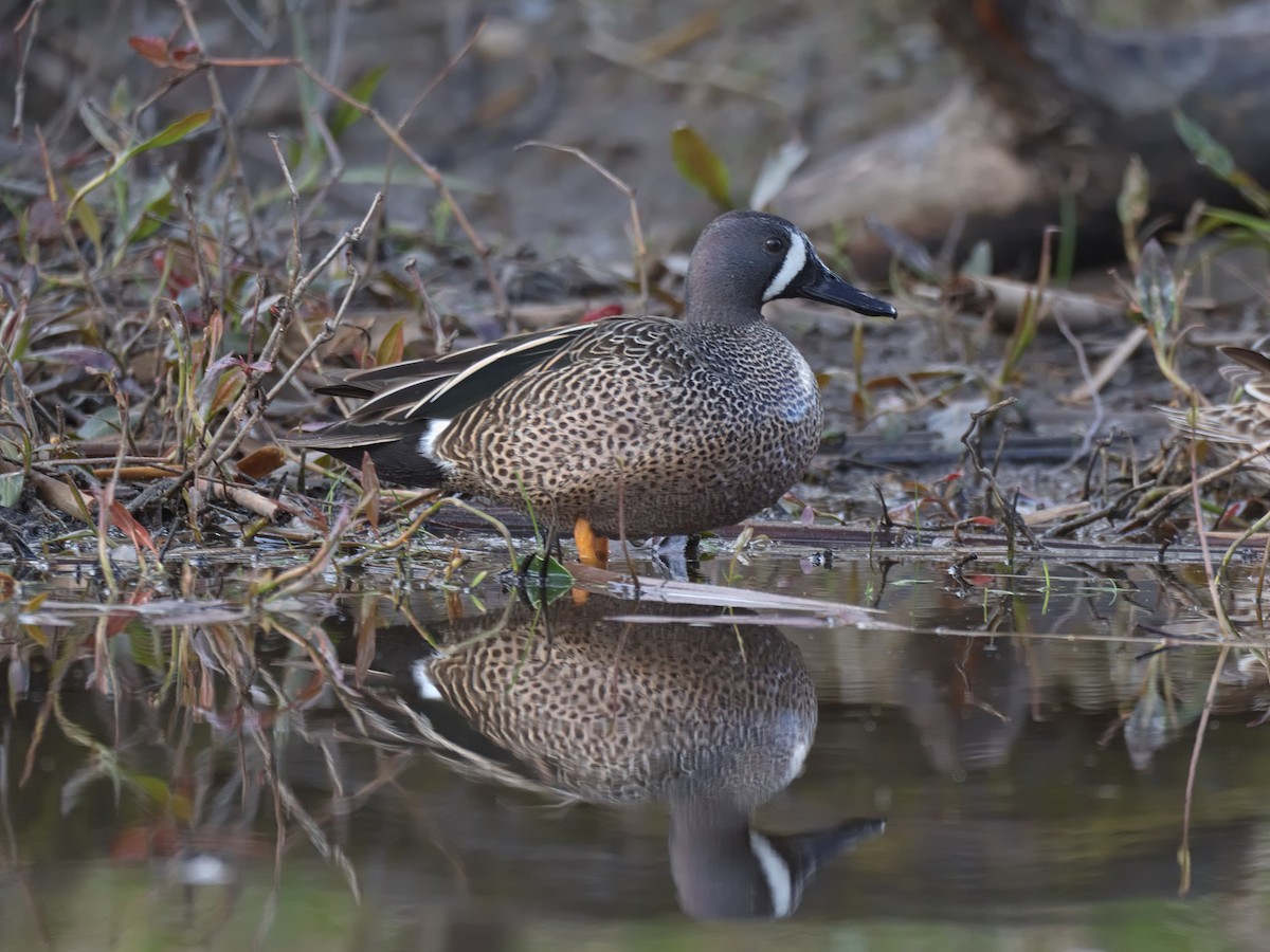 Blue-winged Teal - ML617745072