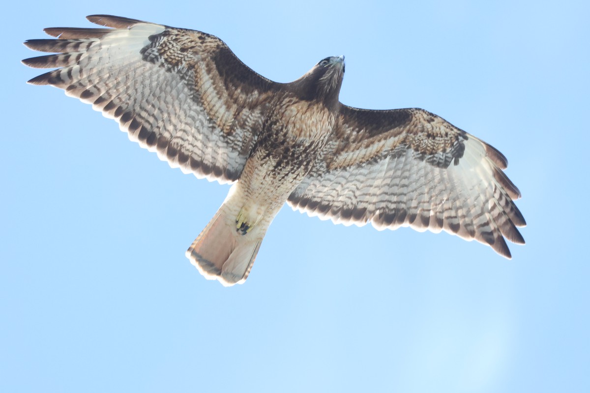 Red-tailed Hawk - ML617745074