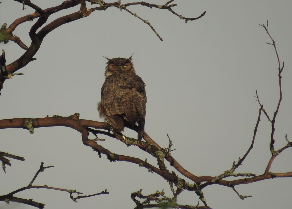 Great Horned Owl - Thomas Schultz