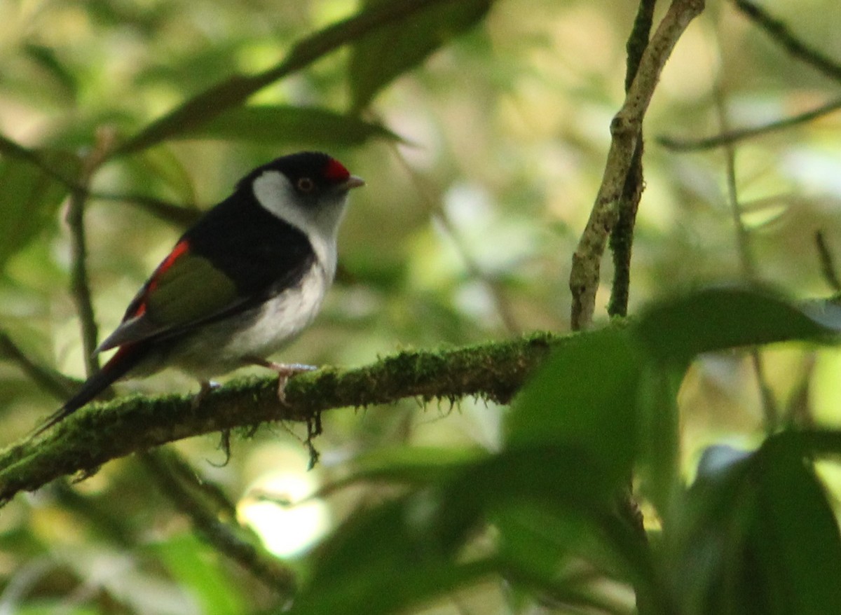 Pin-tailed Manakin - Miguel  Magro