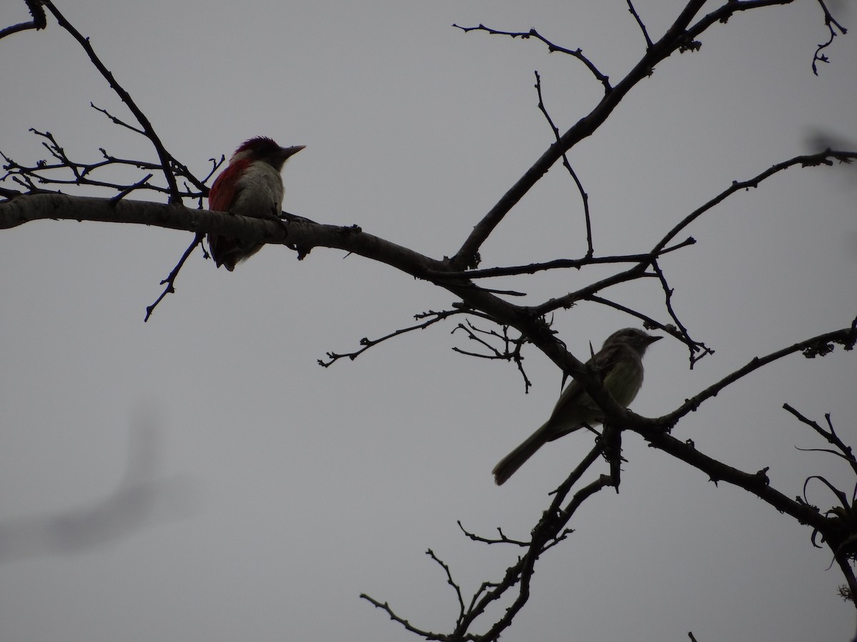 Scarlet-backed Woodpecker - ML617745145