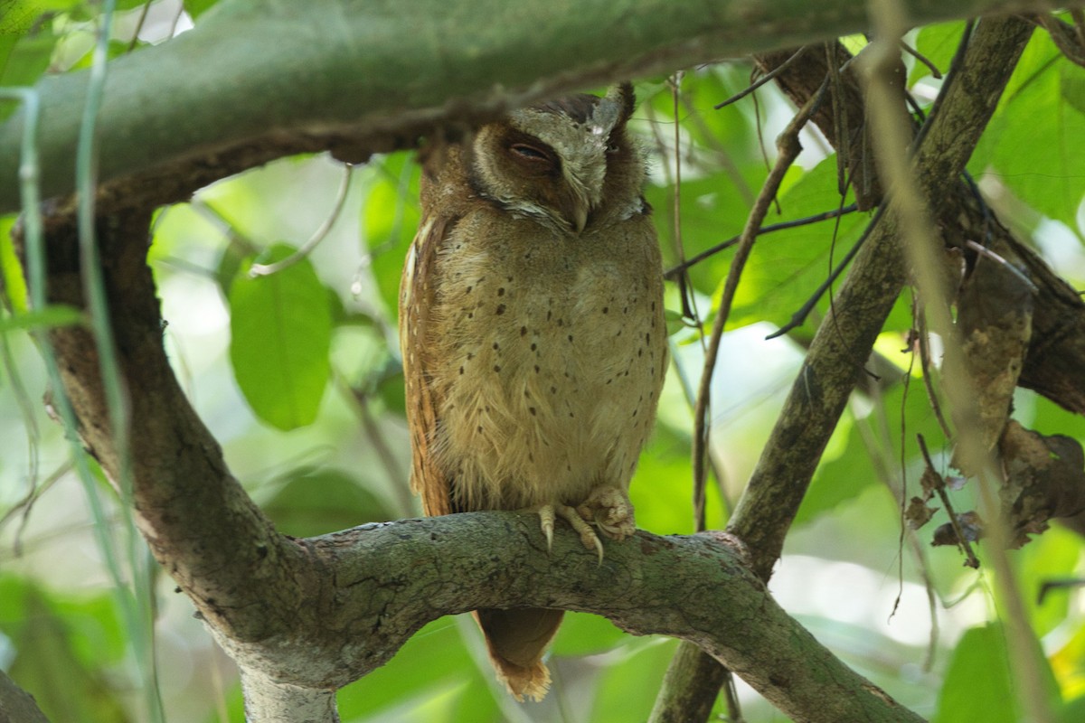 White-fronted Scops-Owl - ML617745152