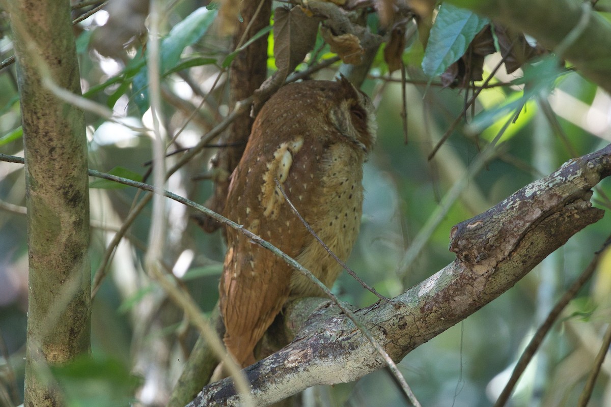 White-fronted Scops-Owl - ML617745153