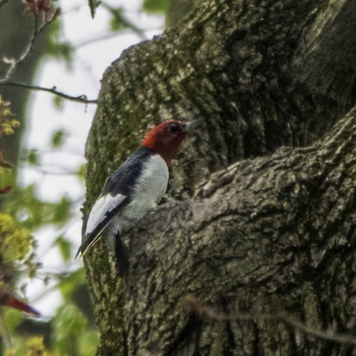 Red-headed Woodpecker - ML617745182
