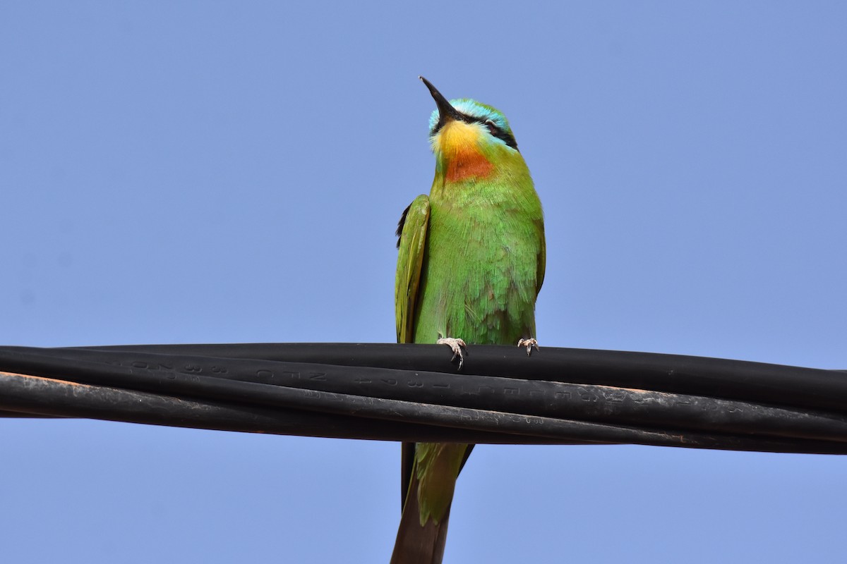 Blue-cheeked Bee-eater - ML617745225