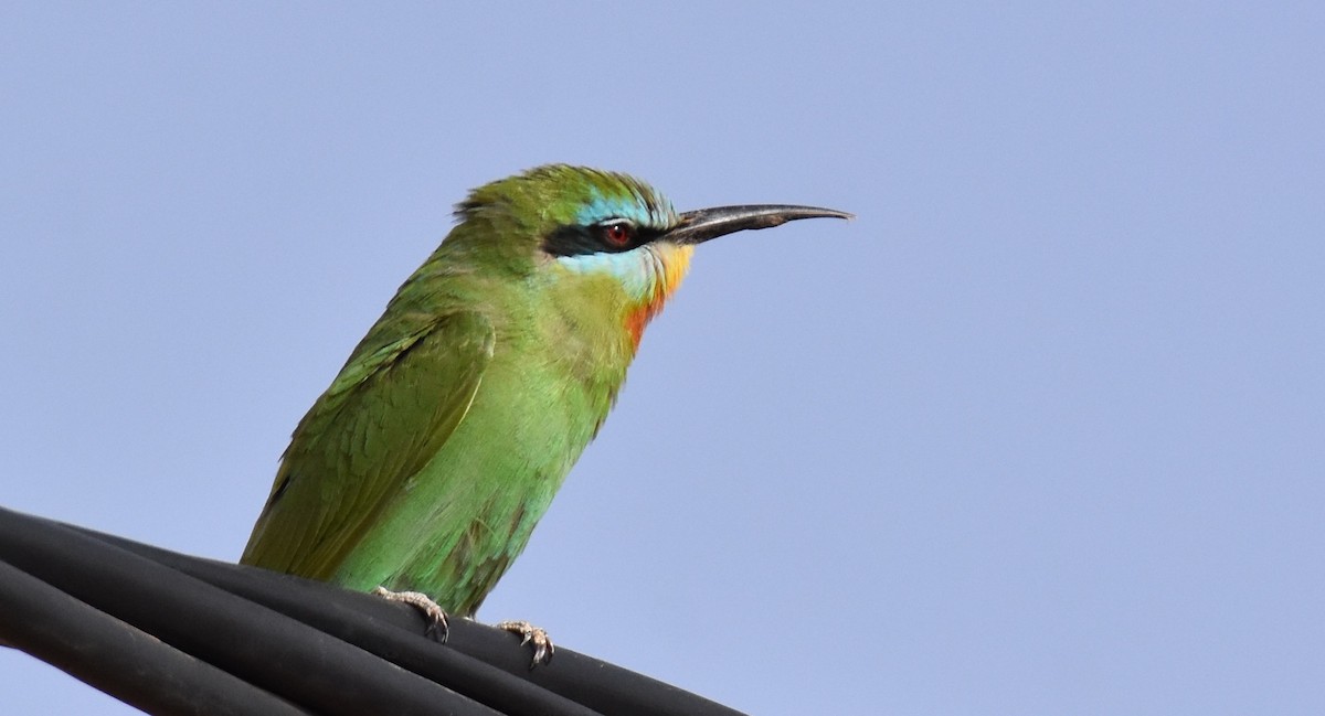Blue-cheeked Bee-eater - Jose Paulo Monteiro
