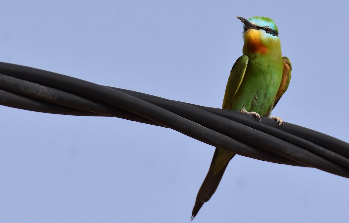 Blue-cheeked Bee-eater - ML617745234