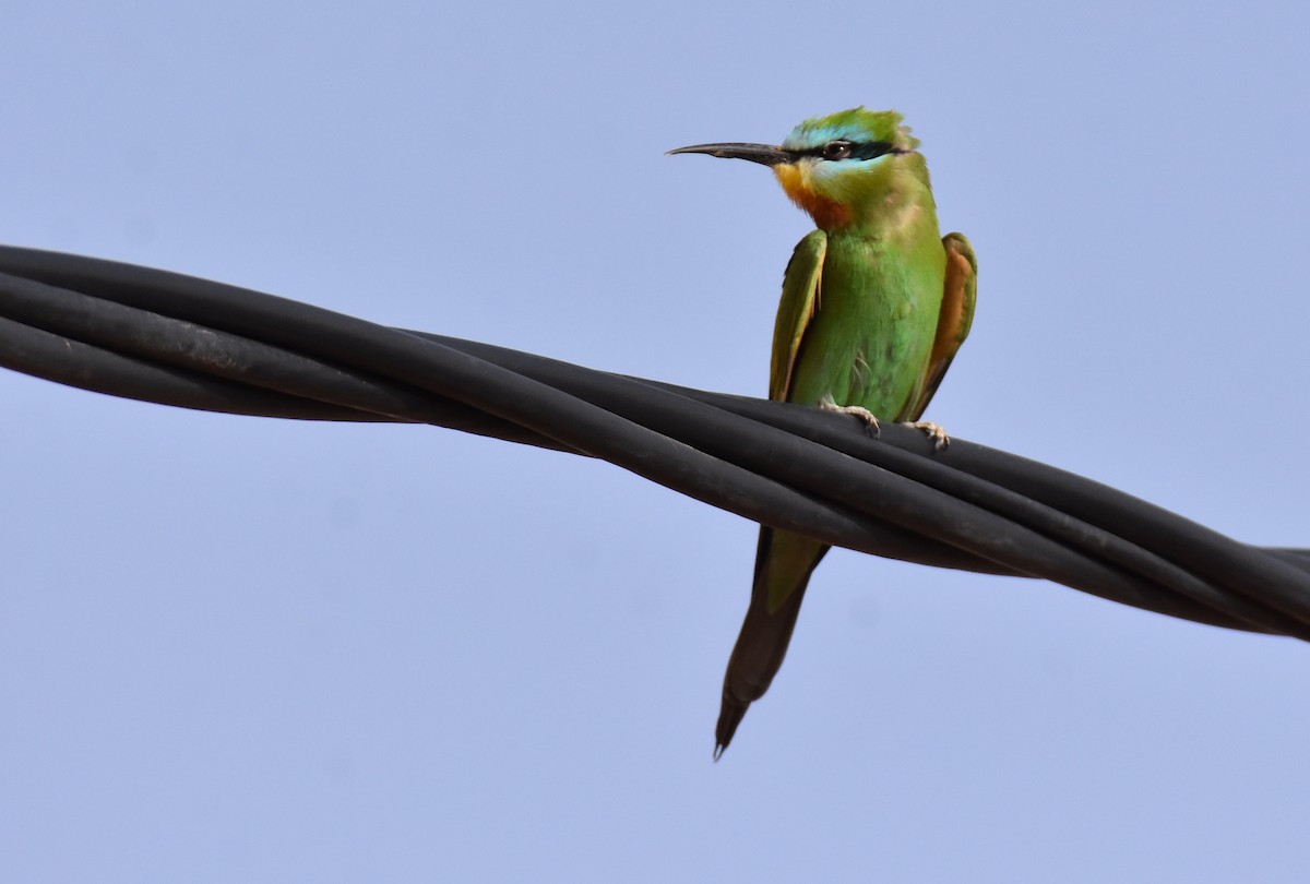 Blue-cheeked Bee-eater - ML617745235