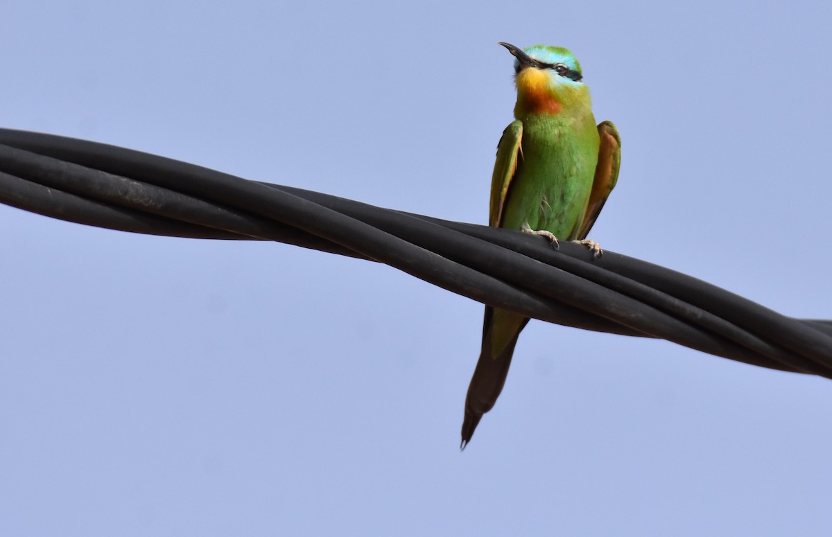 Blue-cheeked Bee-eater - ML617745236