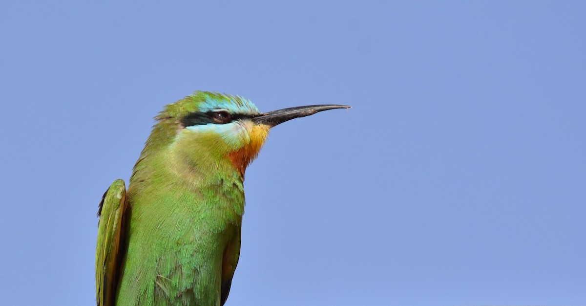 Blue-cheeked Bee-eater - ML617745237