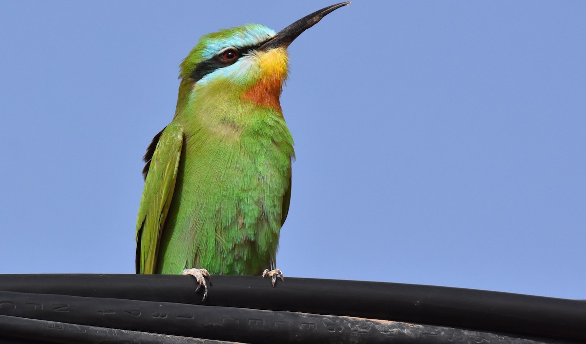 Blue-cheeked Bee-eater - ML617745238