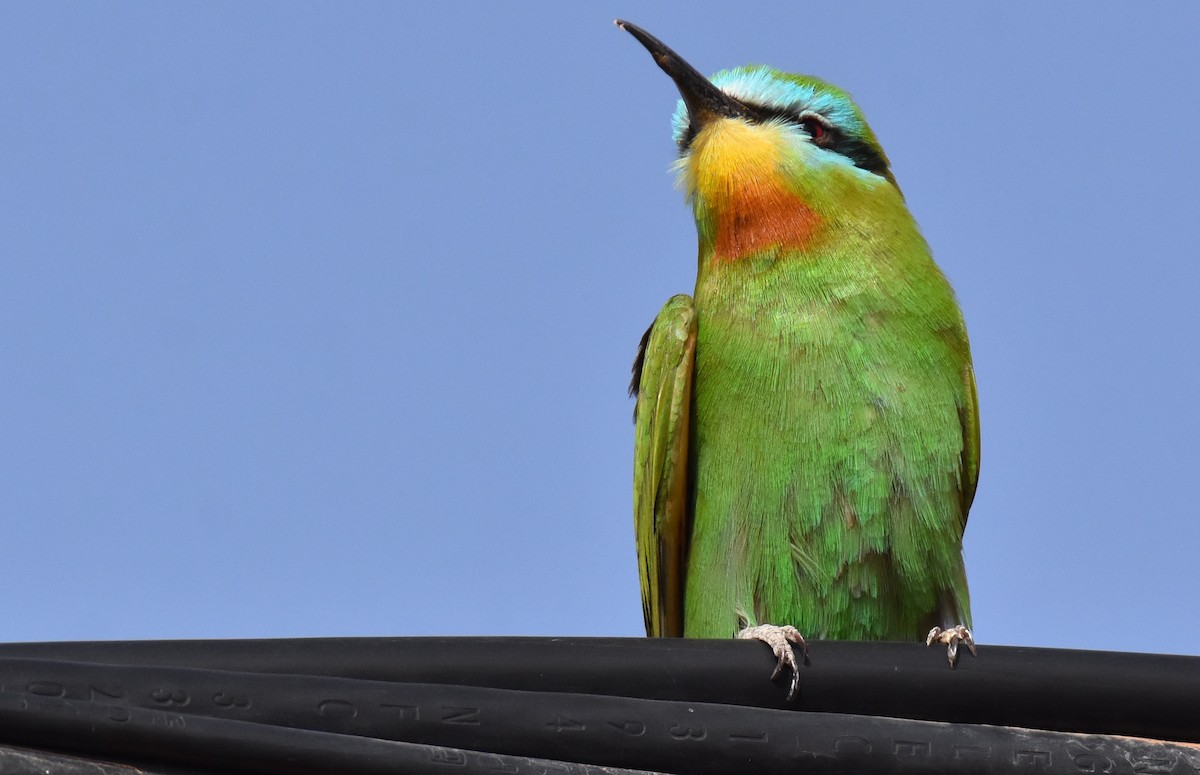 Blue-cheeked Bee-eater - ML617745239