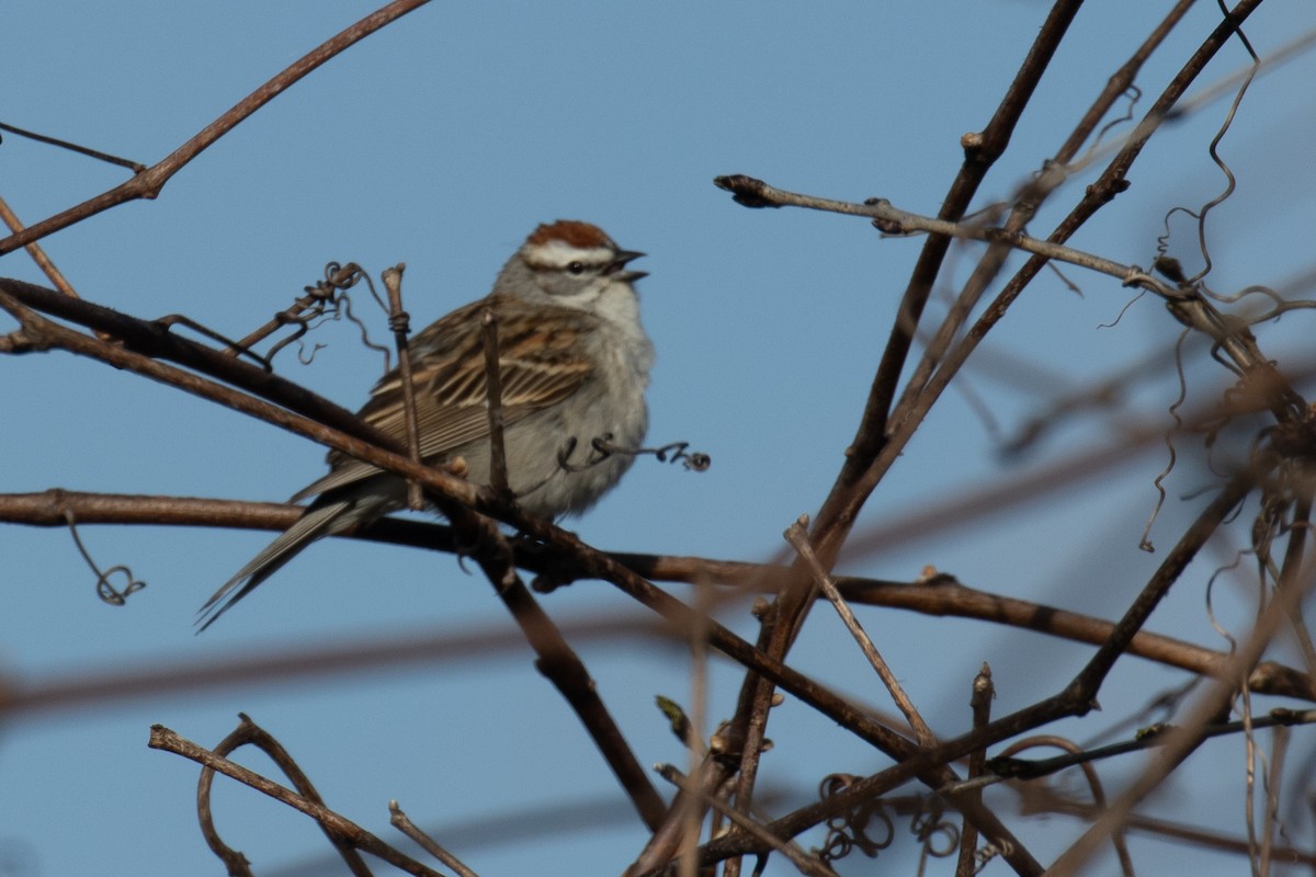 Chipping Sparrow - Christine Mason