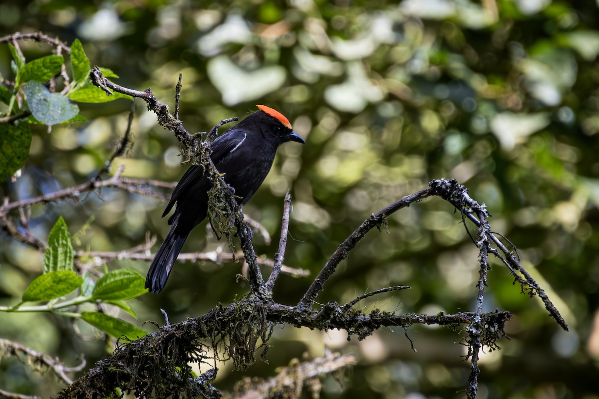 Flame-crested Tanager - ML617745256