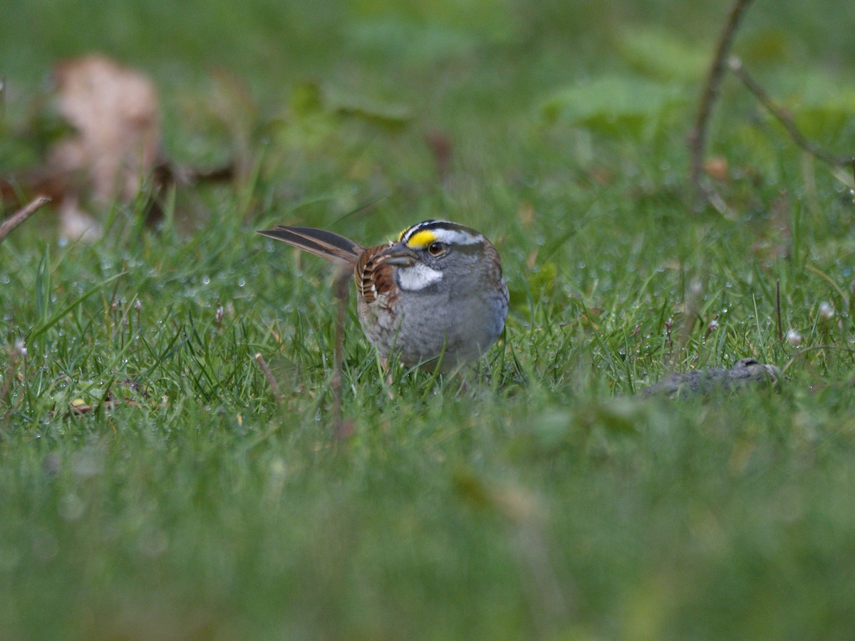 White-throated Sparrow - Kevin Krebs