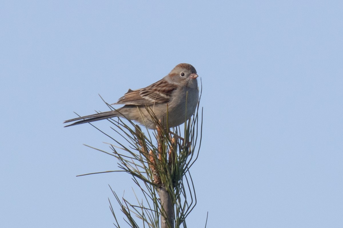 Field Sparrow - ML617745262