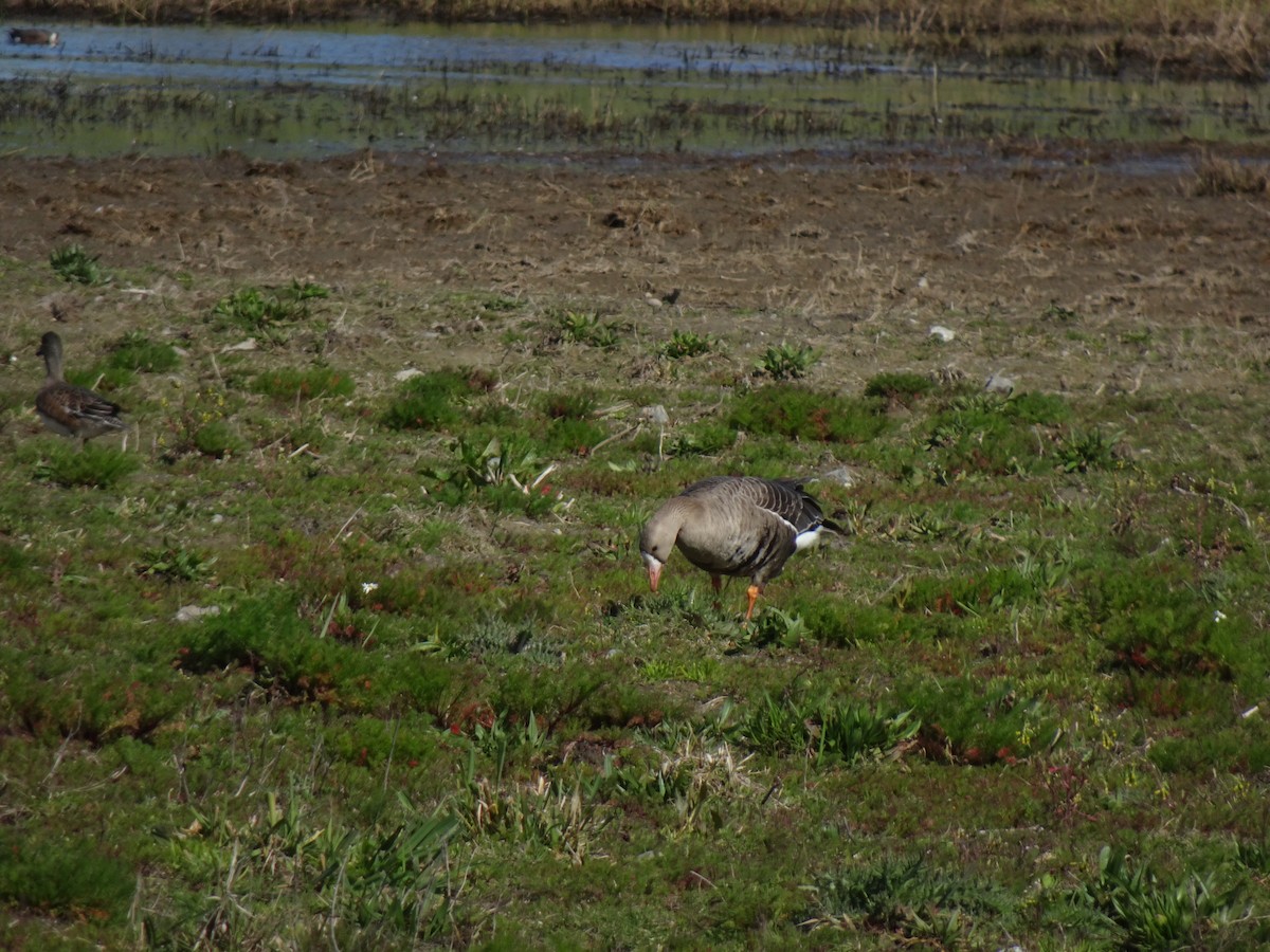 Greater White-fronted Goose - ML617745277