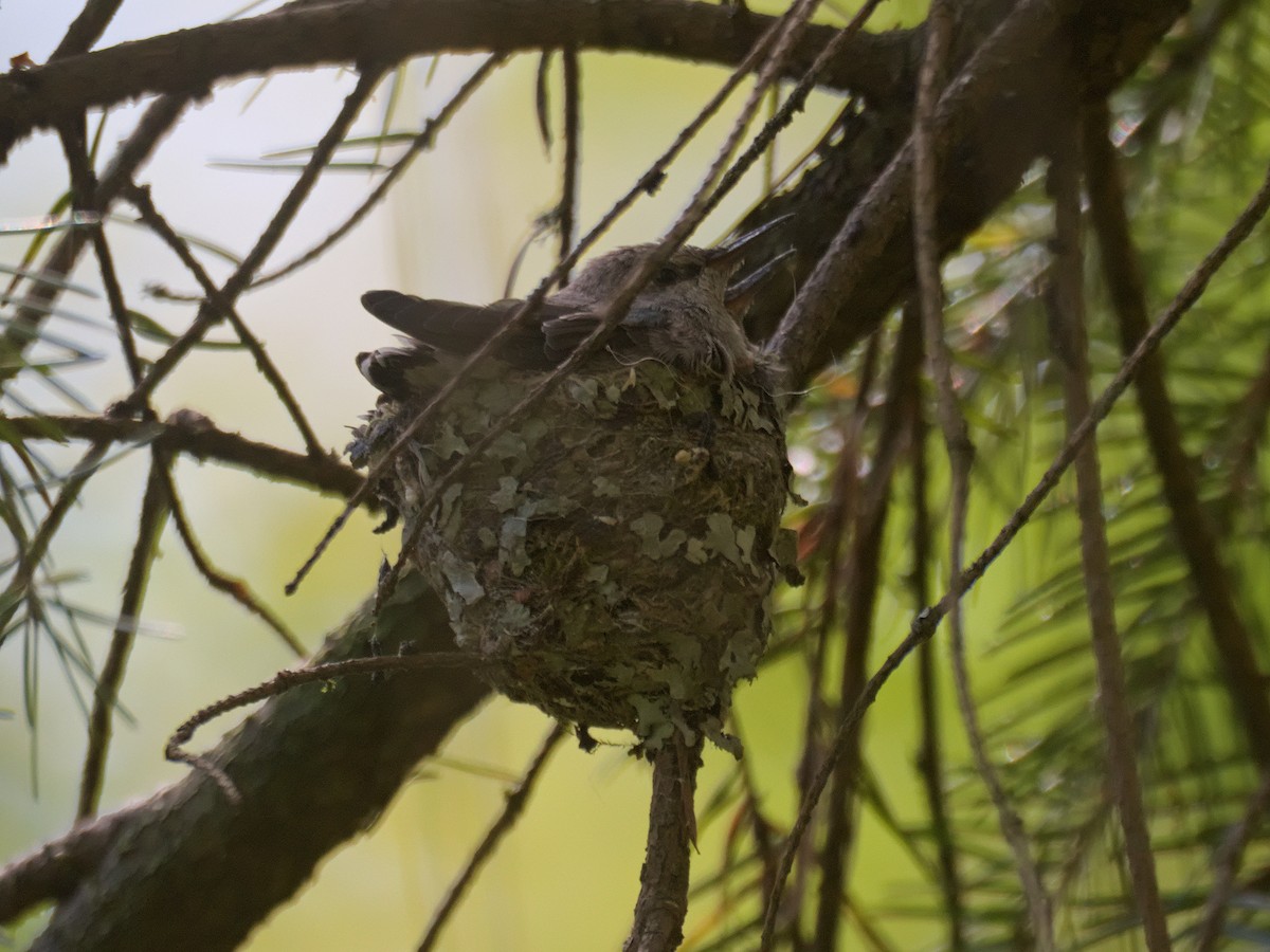 Anna's Hummingbird - Kevin Krebs