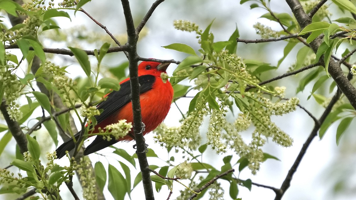 Scarlet Tanager - ML617745411