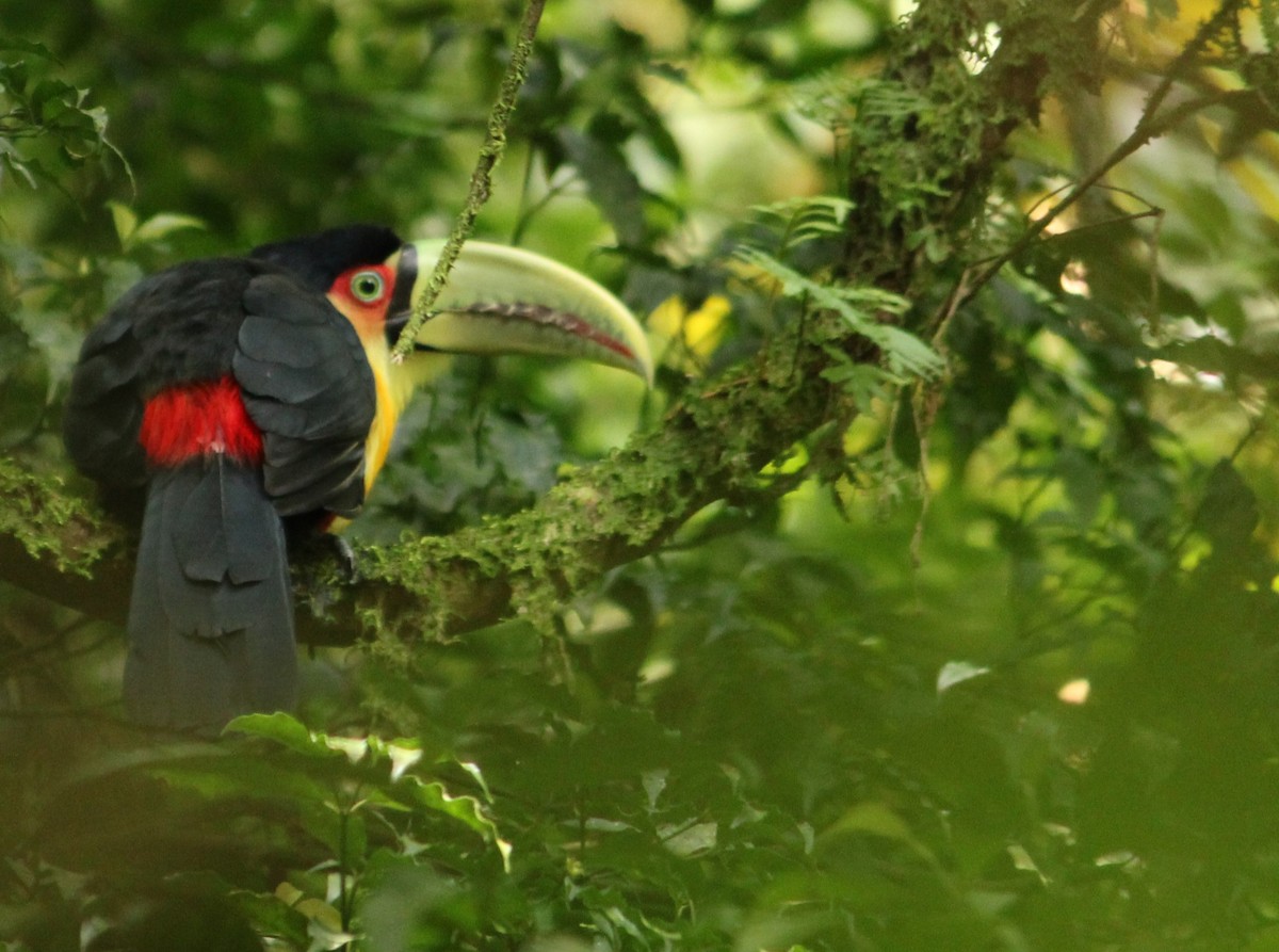 Red-breasted Toucan - Miguel  Magro