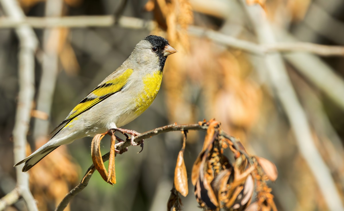 Lawrence's Goldfinch - ML617745501