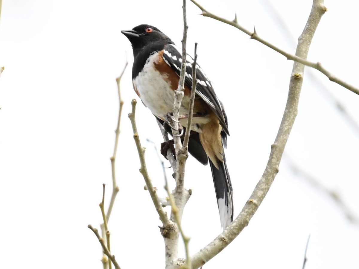 Spotted Towhee - ML617745509