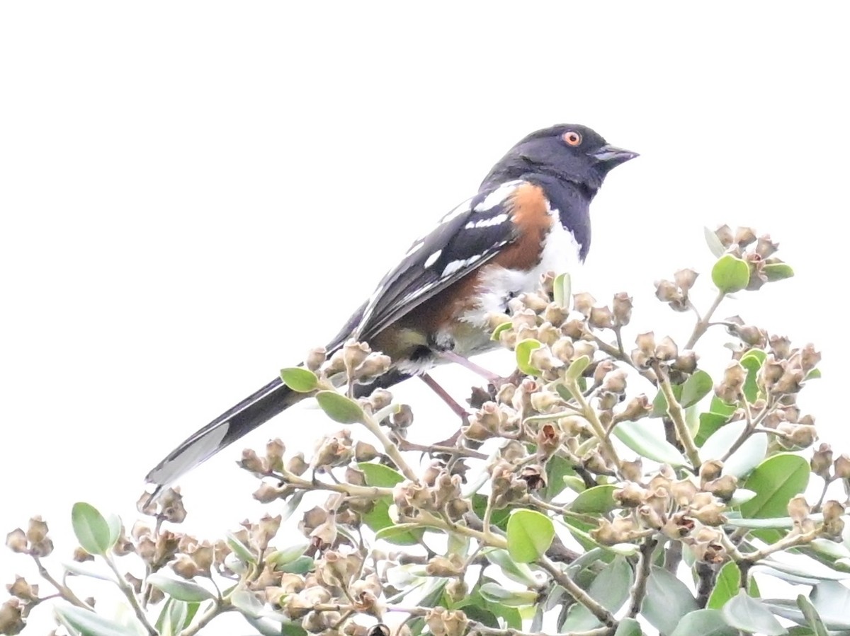 Spotted Towhee - ML617745510