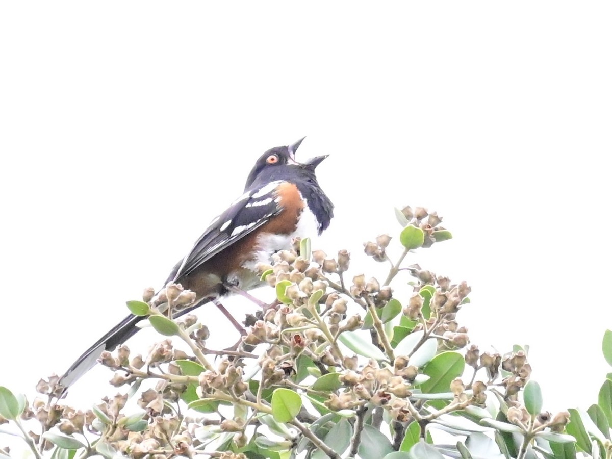 Spotted Towhee - ML617745511
