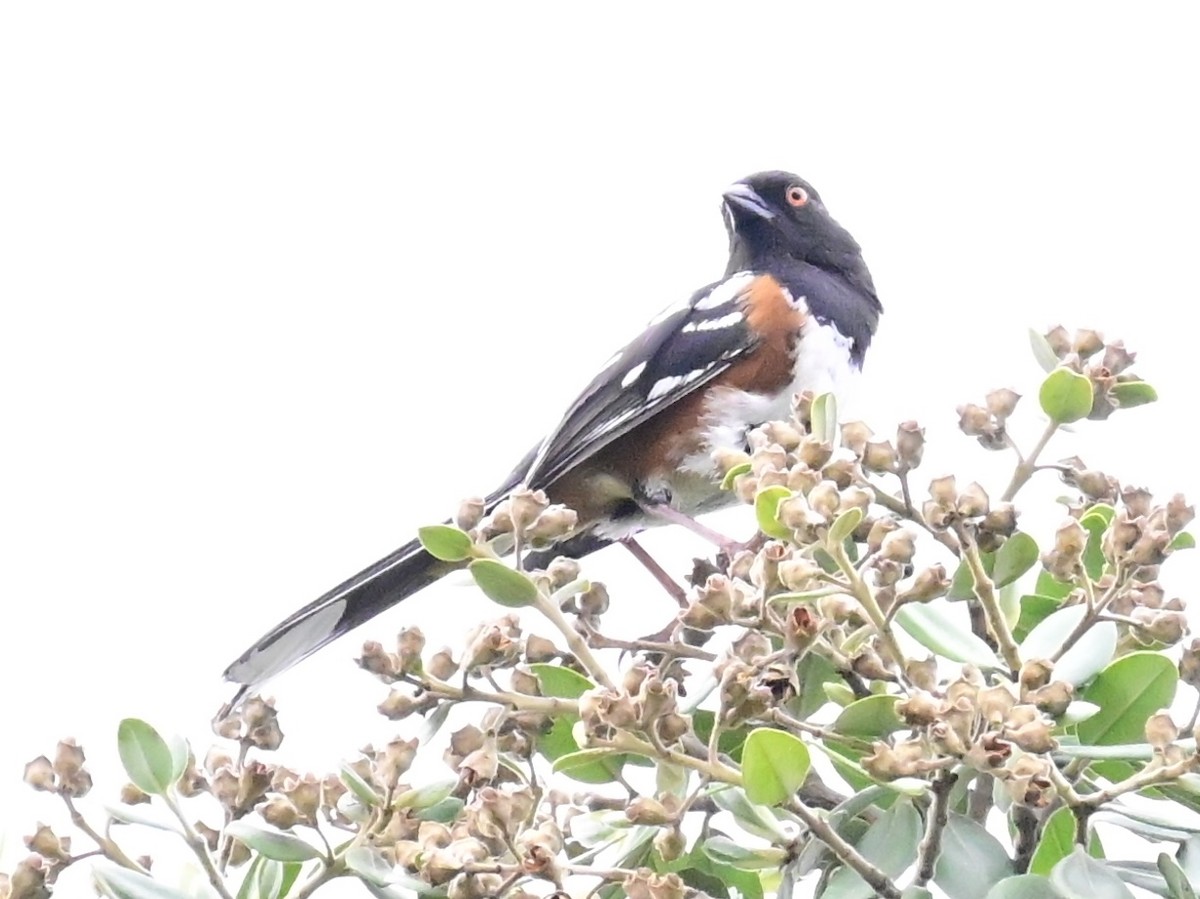 Spotted Towhee - Vivian Fung