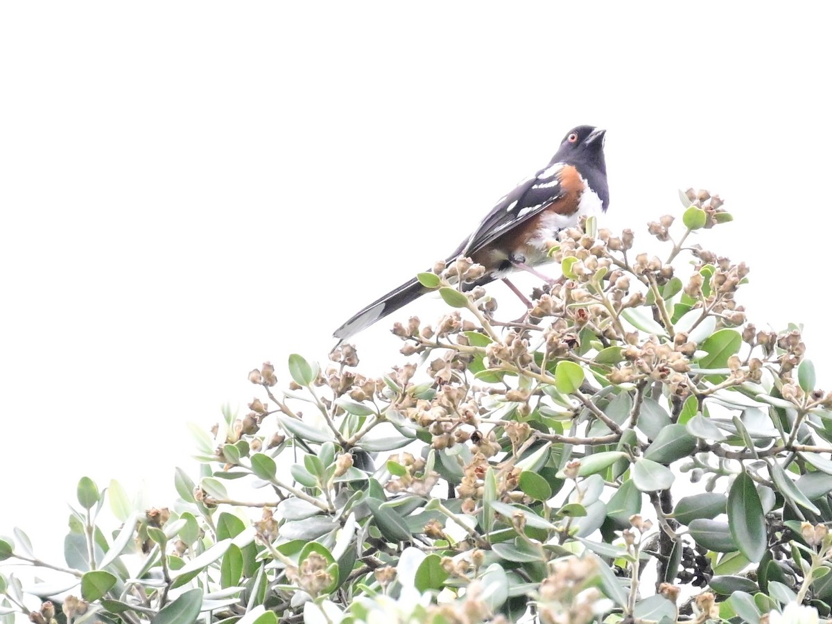 Spotted Towhee - ML617745513