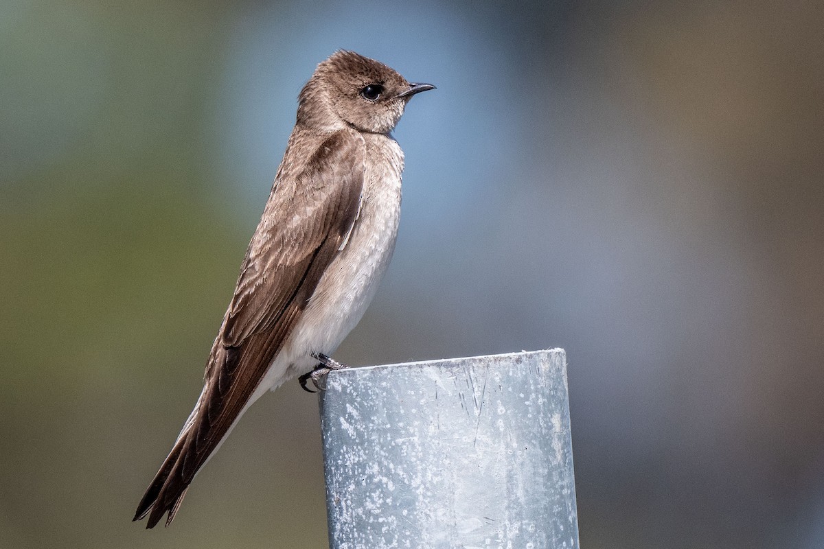 Northern Rough-winged Swallow - Susan Teefy
