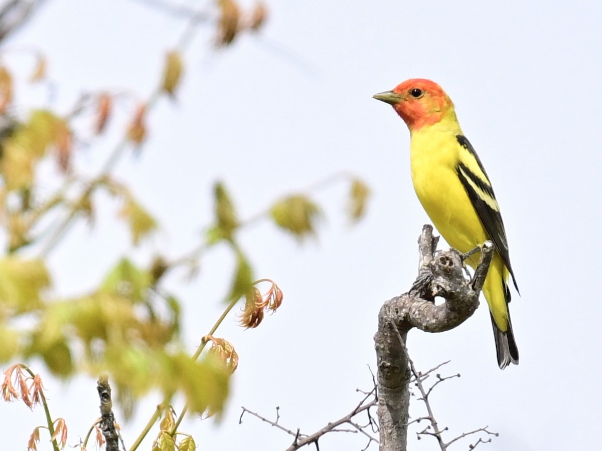 Western Tanager - ML617745535