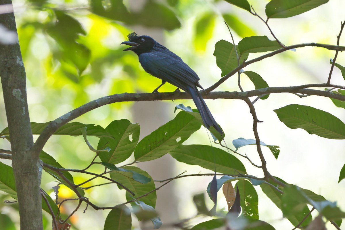 Greater Racket-tailed Drongo - ML617745547