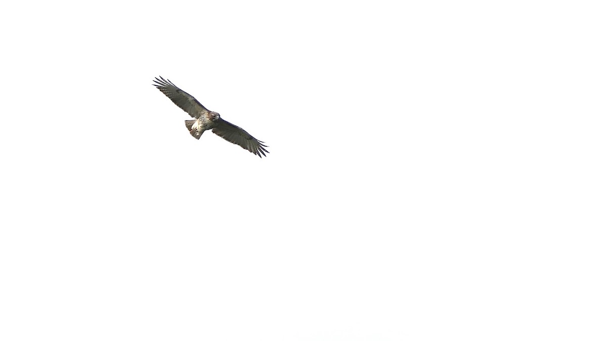 Red-tailed Hawk - ML617745587